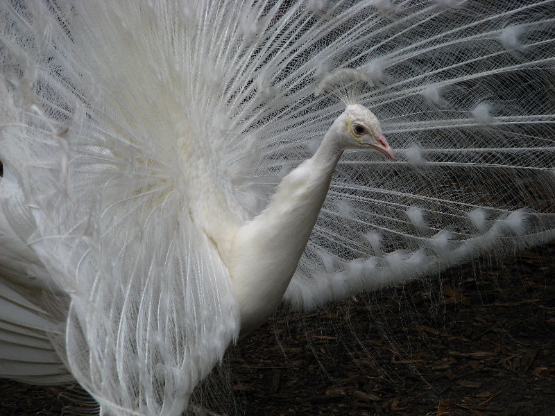 Palm-Beach-Zoo-At-Dreher-Park-068