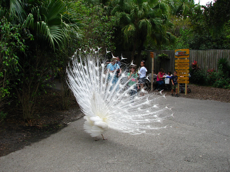 Palm-Beach-Zoo-At-Dreher-Park-072