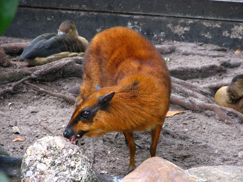 Palm-Beach-Zoo-At-Dreher-Park-082