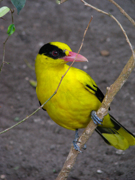 Palm-Beach-Zoo-At-Dreher-Park-084