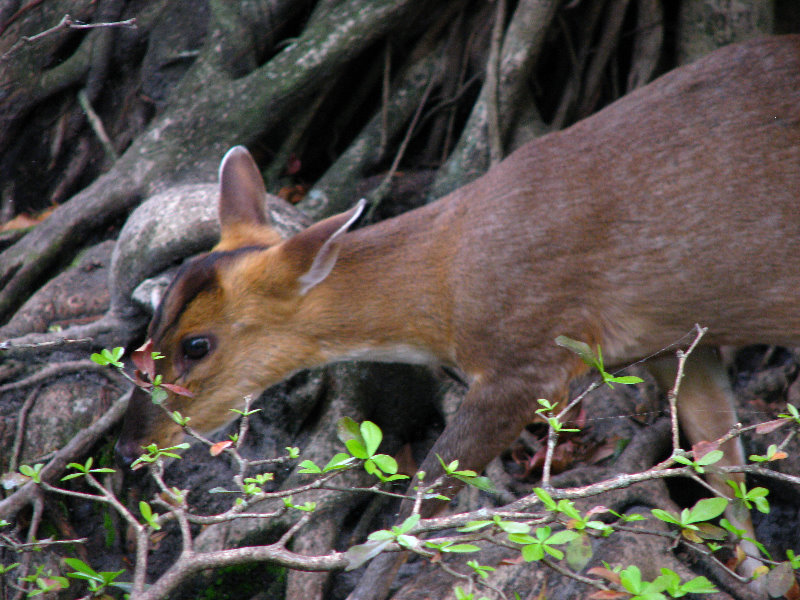 Palm-Beach-Zoo-At-Dreher-Park-095