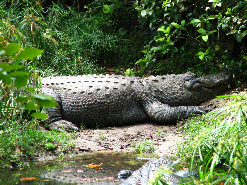 Palm-Beach-Zoo-At-Dreher-Park-102