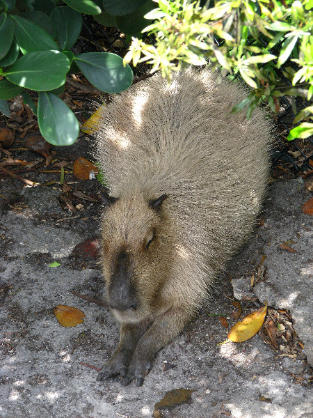 Palm-Beach-Zoo-At-Dreher-Park-121