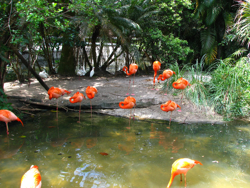 Palm-Beach-Zoo-At-Dreher-Park-131