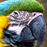 Palm Beach Zoo At Dreher Park