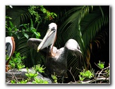 Palm-Beach-Zoo-At-Dreher-Park-024