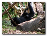 Palm-Beach-Zoo-At-Dreher-Park-032