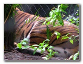 Palm-Beach-Zoo-At-Dreher-Park-048