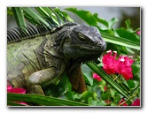 Palm-Beach-Zoo-At-Dreher-Park-055