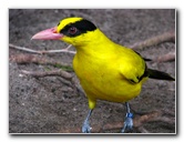 Palm-Beach-Zoo-At-Dreher-Park-089