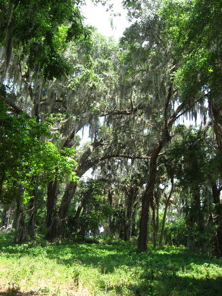 Palm-Point-Nature-Park-Newnans-Lake-Gainesville-FL-014