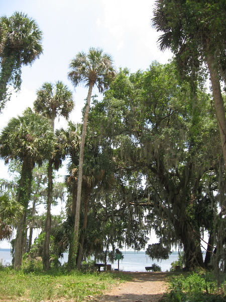 Palm-Point-Nature-Park-Newnans-Lake-Gainesville-FL-023