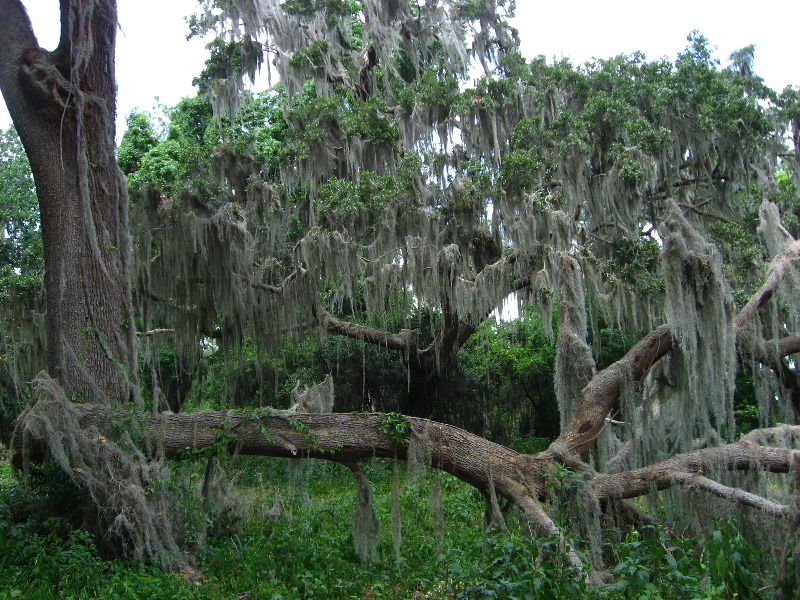 Palm-Point-Nature-Park-Newnans-Lake-Gainesville-FL-024