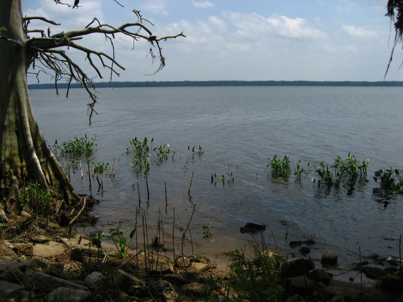 Palm-Point-Nature-Park-Newnans-Lake-Gainesville-FL-030