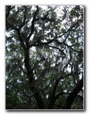 Palm-Point-Nature-Park-Newnans-Lake-Gainesville-FL-009