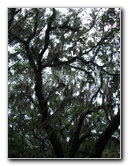 Palm-Point-Nature-Park-Newnans-Lake-Gainesville-FL-009