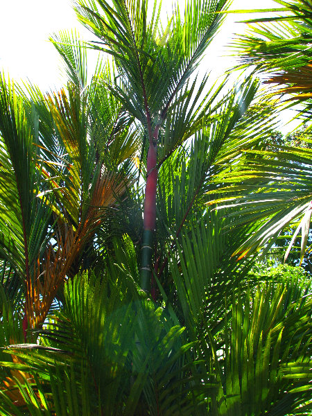 Panaewa-Rainforest-Zoo-and-Gardens-Hilo-Big-Island-Hawaii-005