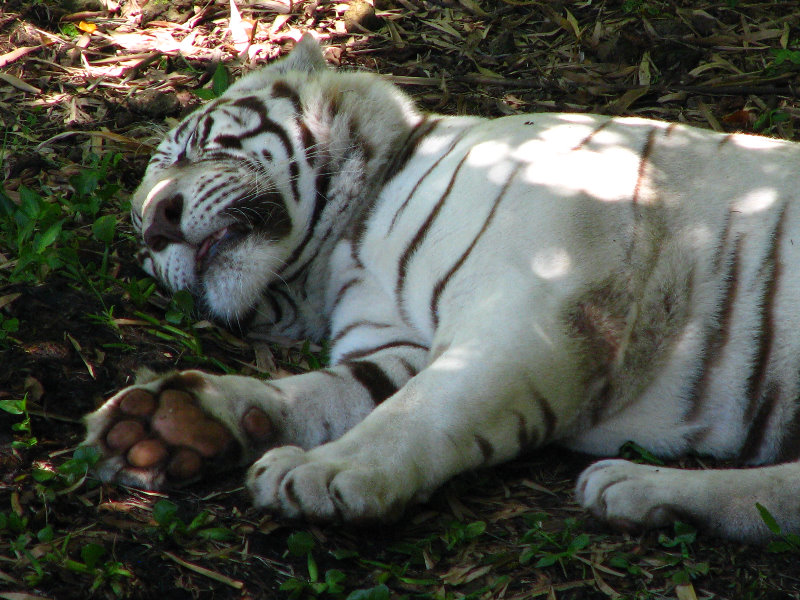 Panaewa-Rainforest-Zoo-and-Gardens-Hilo-Big-Island-Hawaii-010