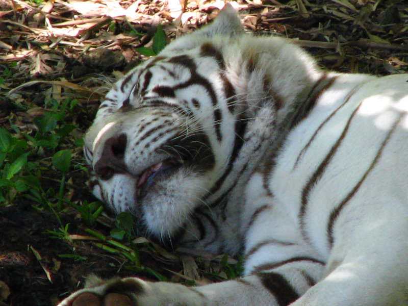 Panaewa-Rainforest-Zoo-and-Gardens-Hilo-Big-Island-Hawaii-011