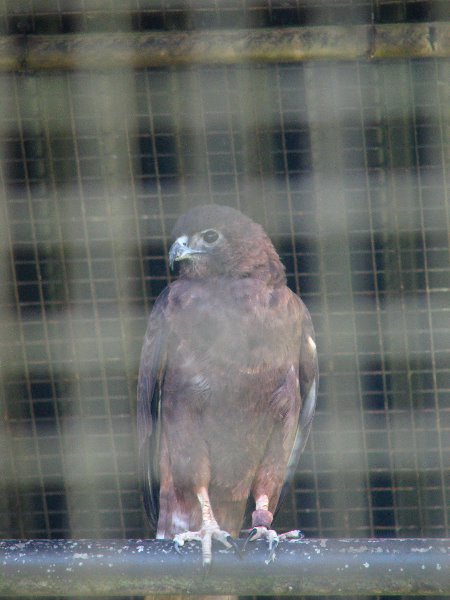 Panaewa-Rainforest-Zoo-and-Gardens-Hilo-Big-Island-Hawaii-016