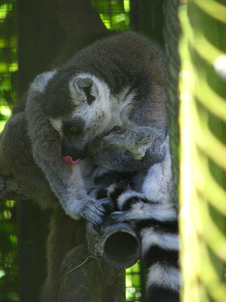 Panaewa-Rainforest-Zoo-and-Gardens-Hilo-Big-Island-Hawaii-017