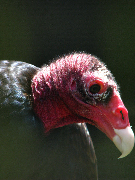 Panaewa-Rainforest-Zoo-and-Gardens-Hilo-Big-Island-Hawaii-018