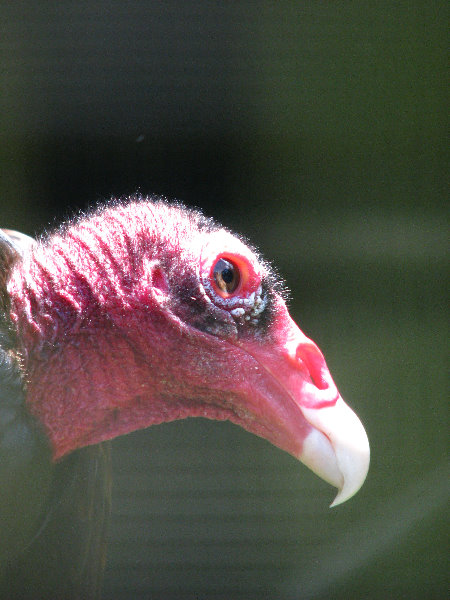 Panaewa-Rainforest-Zoo-and-Gardens-Hilo-Big-Island-Hawaii-019