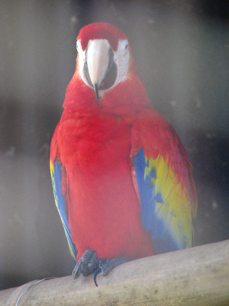 Panaewa-Rainforest-Zoo-and-Gardens-Hilo-Big-Island-Hawaii-020