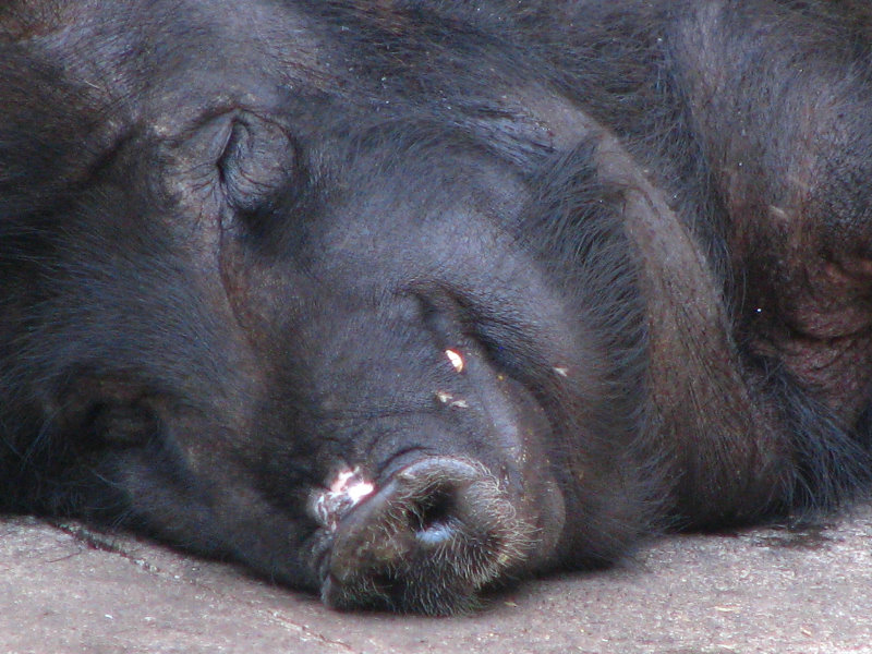 Panaewa-Rainforest-Zoo-and-Gardens-Hilo-Big-Island-Hawaii-021