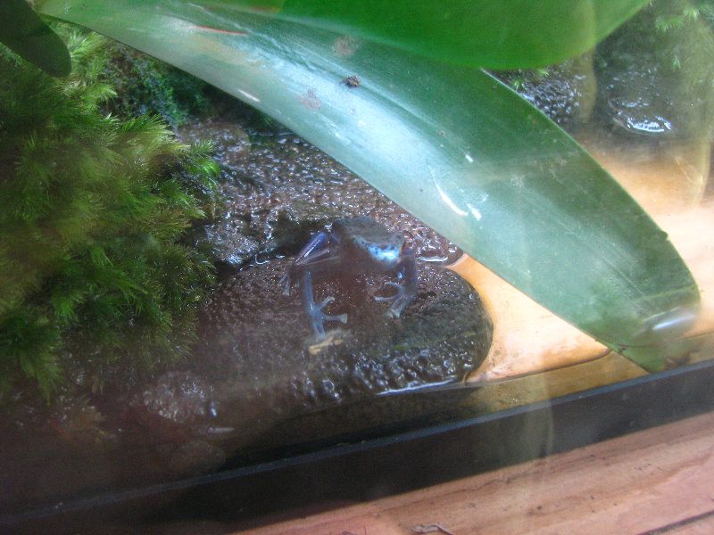 Panaewa-Rainforest-Zoo-and-Gardens-Hilo-Big-Island-Hawaii-022