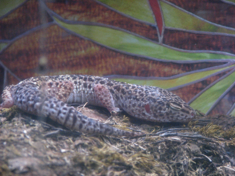 Panaewa-Rainforest-Zoo-and-Gardens-Hilo-Big-Island-Hawaii-025