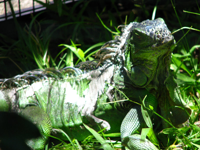 Panaewa-Rainforest-Zoo-and-Gardens-Hilo-Big-Island-Hawaii-026
