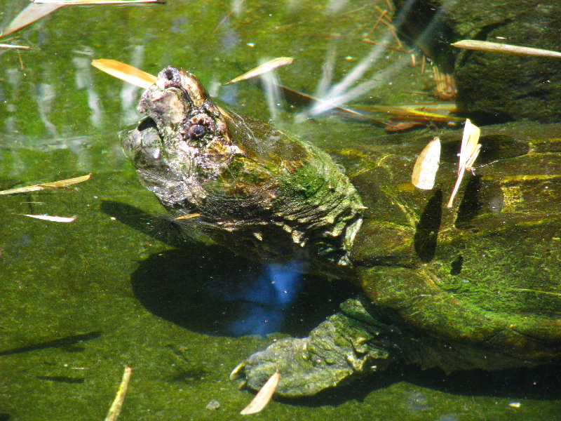Panaewa-Rainforest-Zoo-and-Gardens-Hilo-Big-Island-Hawaii-027