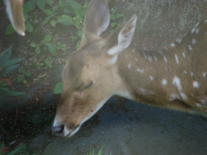 Panaewa-Rainforest-Zoo-and-Gardens-Hilo-Big-Island-Hawaii-029