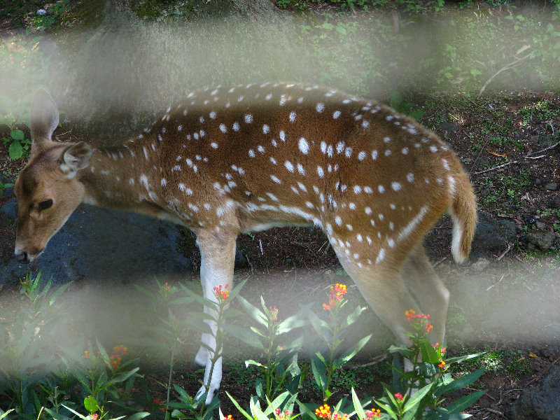 Panaewa-Rainforest-Zoo-and-Gardens-Hilo-Big-Island-Hawaii-031