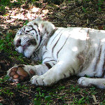 Pana'ewa Rainforest Zoo - Hilo, Big Island