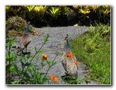 Panaewa-Rainforest-Zoo-and-Gardens-Hilo-Big-Island-Hawaii-004