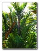 Panaewa-Rainforest-Zoo-and-Gardens-Hilo-Big-Island-Hawaii-005