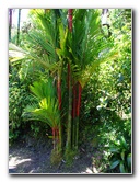 Panaewa-Rainforest-Zoo-and-Gardens-Hilo-Big-Island-Hawaii-006