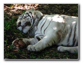 Panaewa-Rainforest-Zoo-and-Gardens-Hilo-Big-Island-Hawaii-010