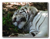 Panaewa-Rainforest-Zoo-and-Gardens-Hilo-Big-Island-Hawaii-011