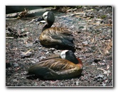 Panaewa-Rainforest-Zoo-and-Gardens-Hilo-Big-Island-Hawaii-012