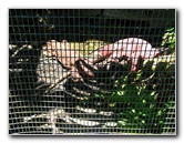 Panaewa-Rainforest-Zoo-and-Gardens-Hilo-Big-Island-Hawaii-013