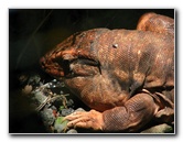 Panaewa-Rainforest-Zoo-and-Gardens-Hilo-Big-Island-Hawaii-014