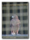 Panaewa-Rainforest-Zoo-and-Gardens-Hilo-Big-Island-Hawaii-016