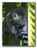 Panaewa-Rainforest-Zoo-and-Gardens-Hilo-Big-Island-Hawaii-017