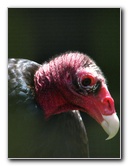 Panaewa-Rainforest-Zoo-and-Gardens-Hilo-Big-Island-Hawaii-018