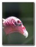 Panaewa-Rainforest-Zoo-and-Gardens-Hilo-Big-Island-Hawaii-019