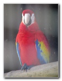 Panaewa-Rainforest-Zoo-and-Gardens-Hilo-Big-Island-Hawaii-020