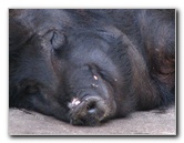 Panaewa-Rainforest-Zoo-and-Gardens-Hilo-Big-Island-Hawaii-021